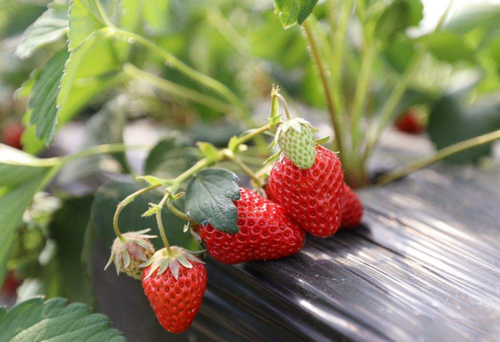 草莓专用撒施肥