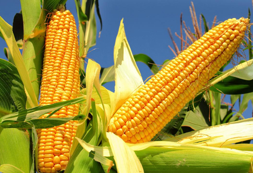 玉米专用肥