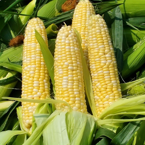 玉米有机肥